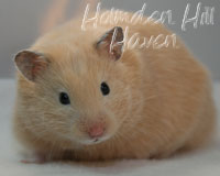 Holmden Hill Haven's "Pudding"- Black Eyed Cream Longhaired Syrian Hamster